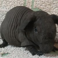 Cochon d'inde skinny #1