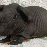 Cochon d'inde skinny