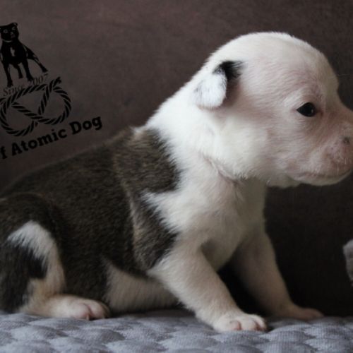 Chiots staffie lof à réserver #0