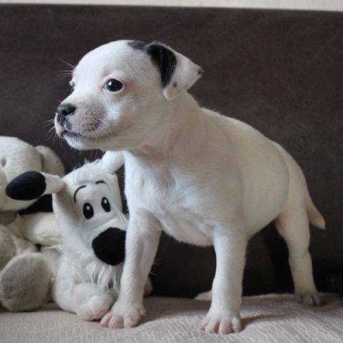 Chiot staffie lof disponible