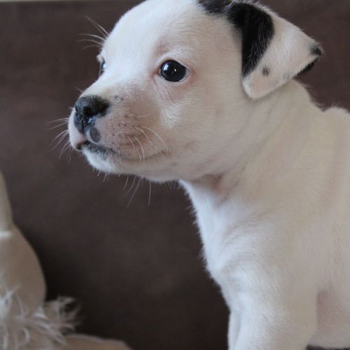 Chiot staffie lof disponible #3