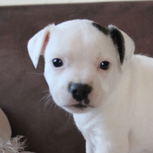 Chiot staffie lof disponible #4