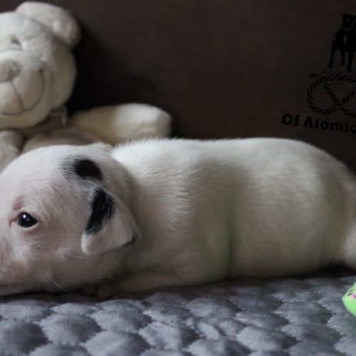 Chiots staffie lof à réserver #5