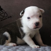 Chiots staffie lof à réserver #1