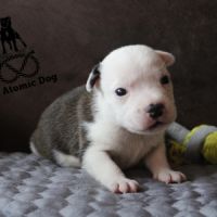 Chiots staffie lof à réserver #2