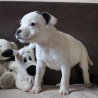 Chiots staffie lof à réserver