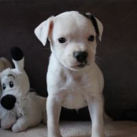 Chiot staffie lof disponible #2