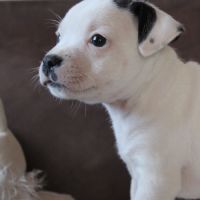 Chiot staffie lof disponible #3