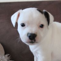 Chiot staffie lof disponible #4