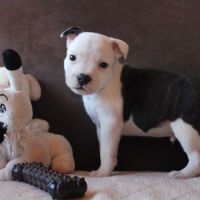 Chiots staffie lof à réserver