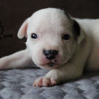 Chiots staffie lof à réserver #4