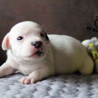 Chiots staffie lof à réserver #6