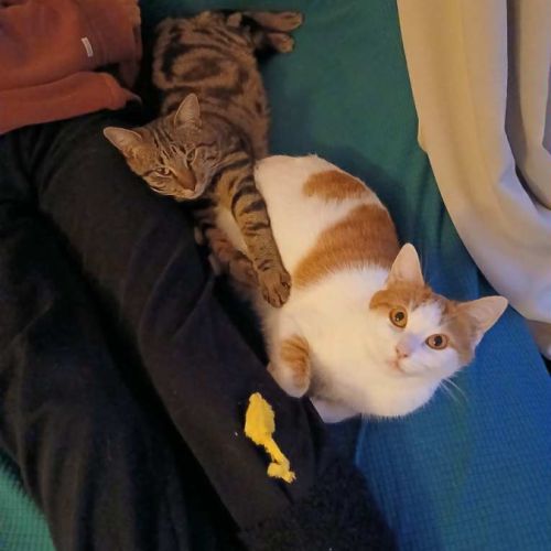 Shelby & shakur à l’adoption ensemble 