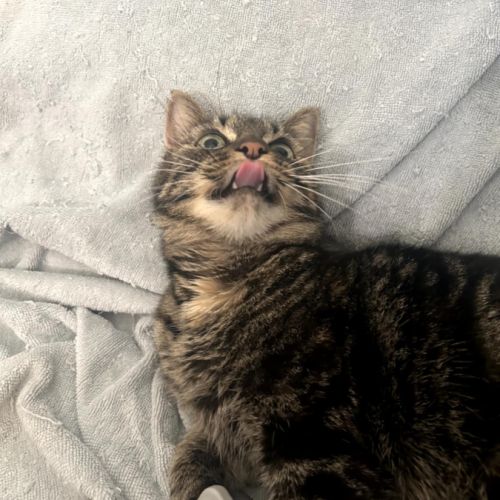 Câline la bien nommée !