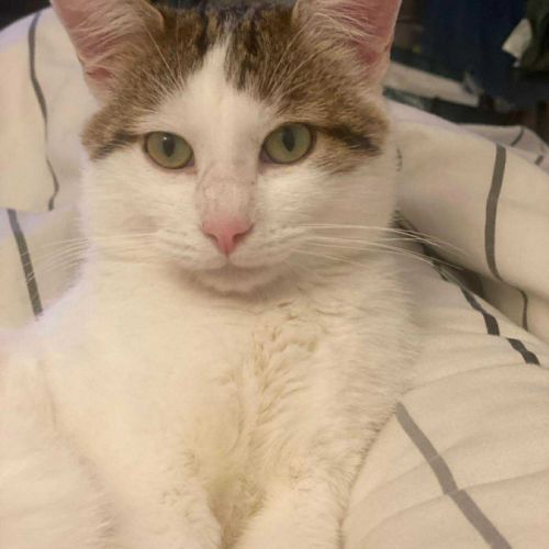 Douxy un jeune chat parfait pour une famille