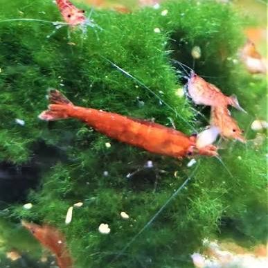 Crevettes red cherry