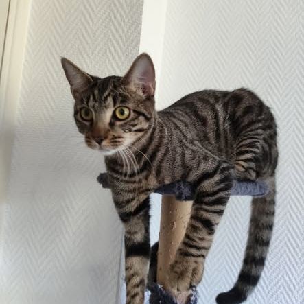 Darkboy, adorable chaton à l'adoption #1