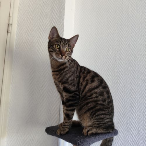 Darkboy, adorable chaton à l'adoption #2