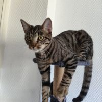 Darkboy, adorable chaton à l'adoption #1