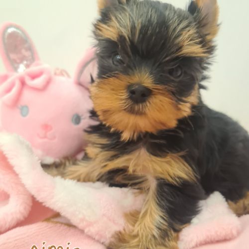 Magnifique  chiots femelle yorkshire #4