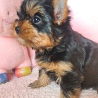 Magnifique  chiots femelle yorkshire #1