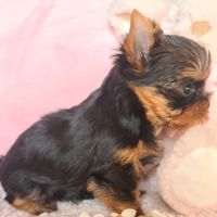 Magnifique  chiots femelle yorkshire #2