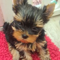 Magnifique  chiots femelle yorkshire #3