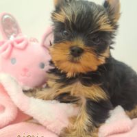 Magnifique  chiots femelle yorkshire #4