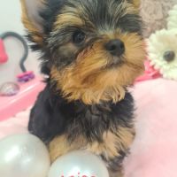 Magnifique  chiots femelle yorkshire #5