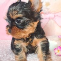 Magnifique  chiots femelle yorkshire