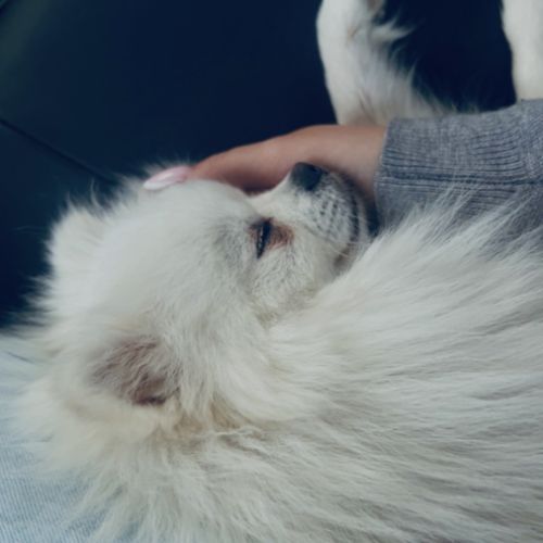 Superbe spitz nain blanc lof - saillie #2