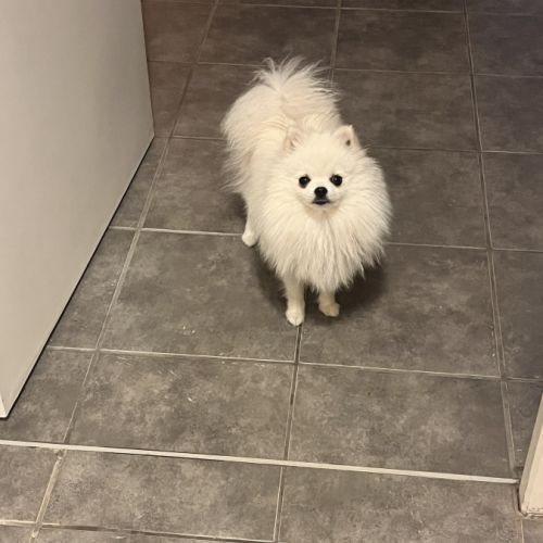 Superbe spitz nain blanc lof - saillie #4