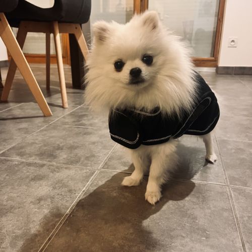 Superbe spitz nain blanc lof - saillie #5