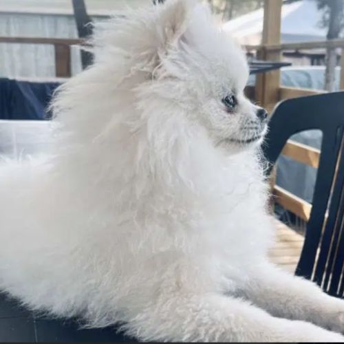 Superbe spitz nain blanc lof - saillie #0