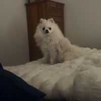 Superbe spitz nain blanc lof - saillie #1