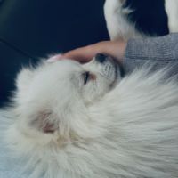 Superbe spitz nain blanc lof - saillie #2