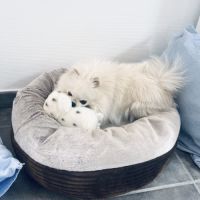 Superbe spitz nain blanc lof - saillie #3