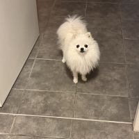 Superbe spitz nain blanc lof - saillie #4