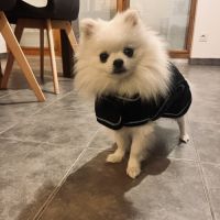 Superbe spitz nain blanc lof - saillie #5