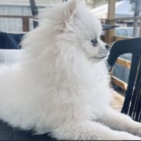 Superbe spitz nain blanc lof - saillie