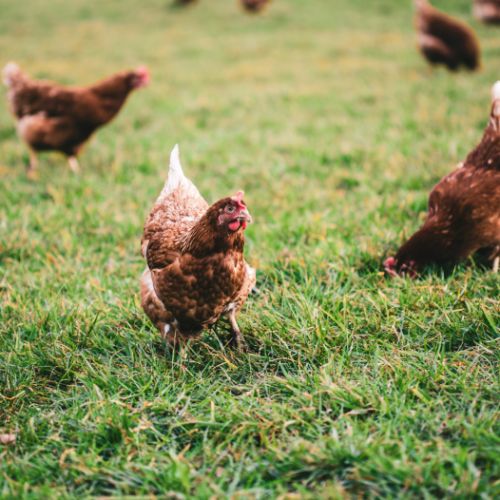 Poules pondeuses rousses #0