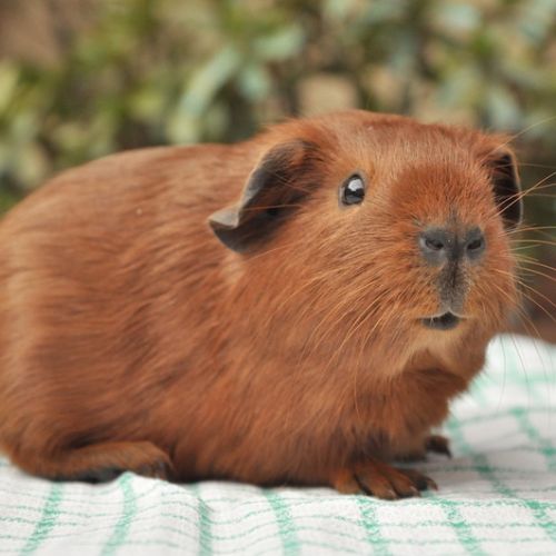 Cochon d'inde à poils courts #0