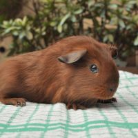 Cochon d'inde à poils courts #1