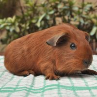 Cochon d'inde à poils courts #3