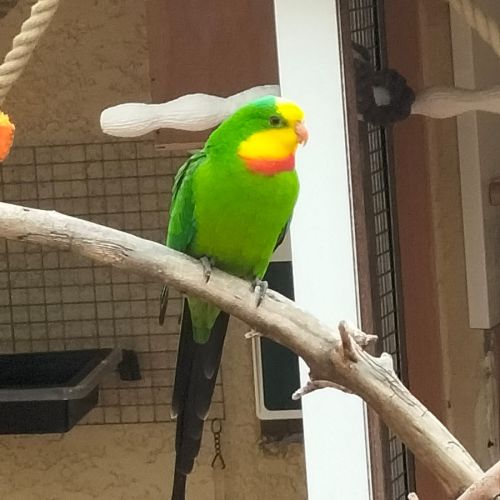 Perruche de barraband