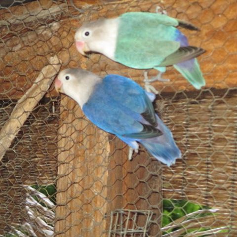 Couple d'inséparable, violet et turquoise #0
