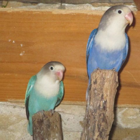 Couple d'inséparable, violet et turquoise #2