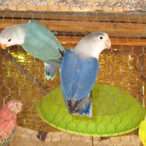 Couple d'inséparable, violet et turquoise #3