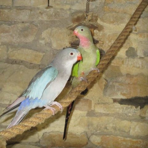 Couple de princesse de galles