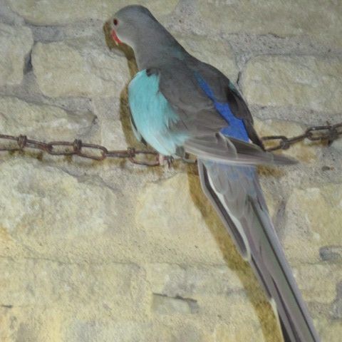 Couple de princesse de galles #2